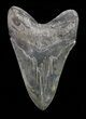 Serrated, Lower Megalodon Tooth - Georgia #72757-2